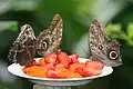 Caligo beltrao with food items