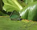 Green hairstreak