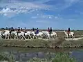 Horse-riding near the étang de Vaccarès