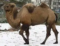 Bactrian Camel