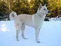 A Canaan dog stands in the snow.