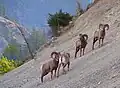 Bighorn sheep