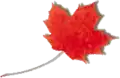 Maple leaf