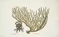 Cance Chelis Rubis, The red-claw Crab; Titanokeratophyton &c. , 1754