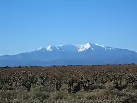 A snow-capped Canigou across the Roussillon plain.