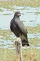 A snail kite, a kind of kite.