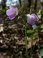 Flower of Cardamine pulcherrima