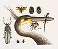 Ardea herodias, 1771