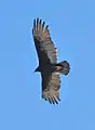 The large broad wings of a vulture allow it to soar without flapping.