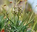 Alpine dwarf orchid(Chamorchis alpina)