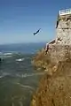 Cliff diver, Mazatlan Mexico.