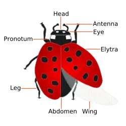 A diagram of the ladybug and its body parts