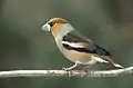 Hawfinch (Coccothraustes coccothraustes), one of the northern grosbeaks