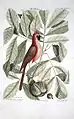 Coccothraustes rubra (probably Cardinalis cardinalis) and Nux Juglans alba Virginiensis, 1754