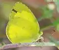 Common grass yellow