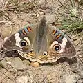 The patterns on the wings of butterflies are an example of bilateral symmetry