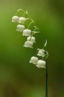 several white bell shaped flowers with green leaves behind them