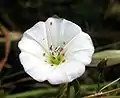 flower, with velvet mites