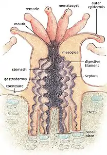 A drawing of one coral polyp