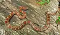 Corn Snake Adult