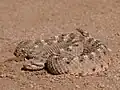 Sidewinder rattlesnake.