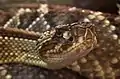 The prairie rattler's cousin,  the cascabel,  is another venomous species.