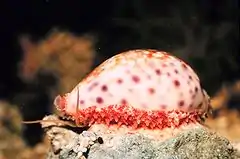 The marine gastropod Cypraea chinensis, the Chinese Cowry, shows a partially extended mantle