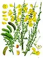 Common broom (Cytisus scoparius).