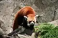 Red panda at the National Zoo