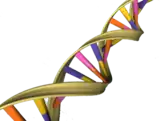 DNA Double Helix