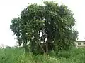 Indian Rosewood, provincial tree of East Punjab