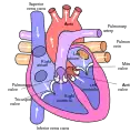 Diagram of human heart.