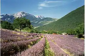 Lavender fields near Die.