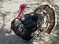 Domestic turkey