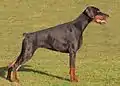 Dobermann