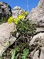 Draba aizoides