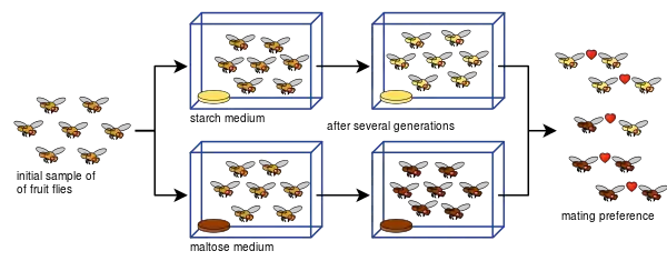 Drosophila speciation experiment