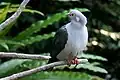 Green Imperial Pigeon, Provincial bird of Tripura