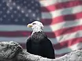 Bald eagle (national bird)