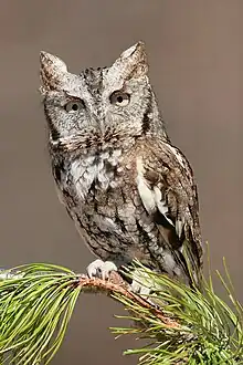 Eastern screech owl, a typical owl.