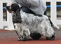 English Cocker Spaniel, white with black spots