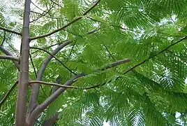 Branches and foliage of a young Enterolobium cyclocarpum