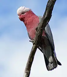 Cockatoo perching on a branch. Its plumage on the top of its head above its eyes is white and it has a horn-coloured beak. The rest of its head, its neck, and most of its front are pink. Its wings and tail are grey and blue.