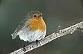 A favourite songbird, the European robin.