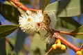 Flowers of Eucalyptus dives