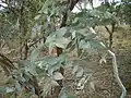 Juvenile foliage of Eucalyptus dives