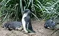 Little penguins in a zoo in Melbourne, Australia