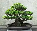 Bonsai