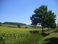 Sunflowers near Salvagnac