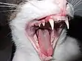 Cats have long canine teeth and small incisors.